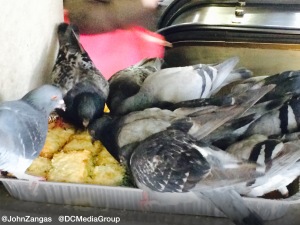 Pigeons eat food left for the homeless