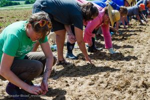 Residents of August Co. plants seeds of Ponca heritage corn in the proposed path of the Atlantic Coast Pipeline./ Photo by Anne Meador