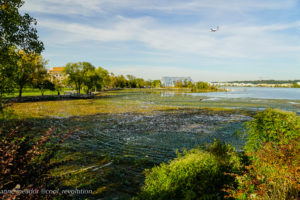 Submerged aquatic vegetation chokes Oronoco Bay on the Alexandria waterfront./Photo by Anne Meador